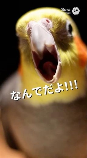 Volume Warning: Angry Cockatiel Scream💥 音量注意⚠️オカメインコ絶叫#shorts