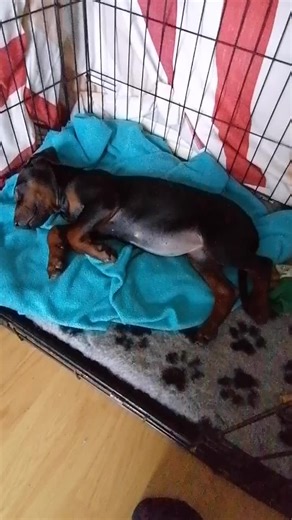 #chinesereddog #puppy #doggy #dogsoftiktok #relax #dogofthedayvideo