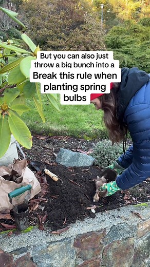 How to Plant Daffodils in Clumps for a Stunning Garden