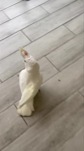 🧡 Precious Pebbles 🧡 Someone will be very lucky to adopt this bird 🤍🧡🤍🧡🤍🧡 | Palm Beach Parrot & Bird Rescue/Sanctuary Of South Florida