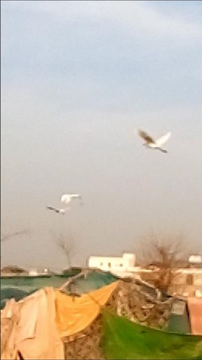 Whooping Crane Sitting on Animals/ Beautiful Nature seen