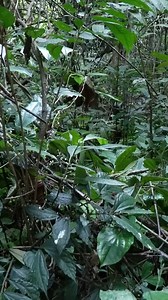 Frog hunting skills using a crossbow in the freezing cold night, survival skills in the wild#survival #hunting #fishing #food | I Am Primitive