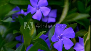 Periwinkle flower. Garden plant. Bud bloom Vinca leaves flora Stock Video