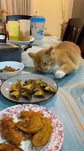 Time kenyang suka buat Hal time lapar buat muka kesian eh oyeen 🤣 | Nanie Nano