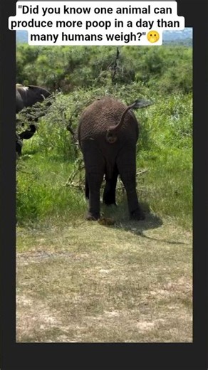 🐘 DID YOU KNOW? ELEPHANTS POOP UP TO 150 KG EVERY DAY!