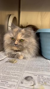 Meet Waffles! This stunning lady is approx 5 years old. She has been through a few homes now and is still on the search for her perfect fit. She is very timid and if there is too much activity she will hide ALL the time. As you can see she is so sweet and eager for love when things are quiet and routine. Waffles is seeking a laid back home as the only pet and no kids. Help us find her people to spoil her! | Virginia Beach Animal Services