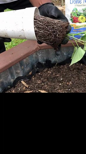 26K views · 327 reactions | 2024 seedling tips and tricks #garden #gardening #growingoutthebox #seeds #seedlings | Keith Chapman | Facebook