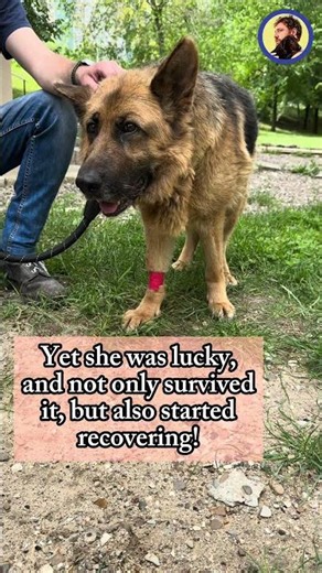 Greta's surgery went smoothly, now, she started a long recovery