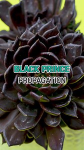 Propagate like a pro: Echeveria Black Prince edition 🪴 🖤 #propagation #succulents #echeveria #blackprince | Succulents Box