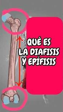 Partes de los huesos