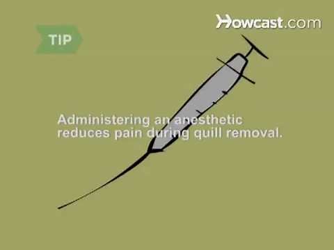 How to Remove Porcupine Quills