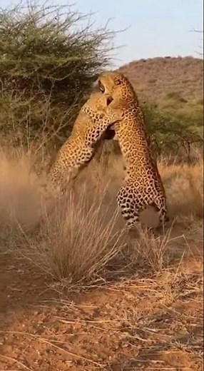 “Clash of Shadows: Leopards in a Deadly Territorial Battle”