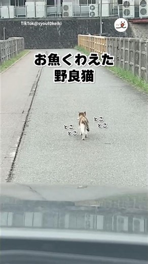 野良猫さん、お魚ゲットしたらしい｜PECO