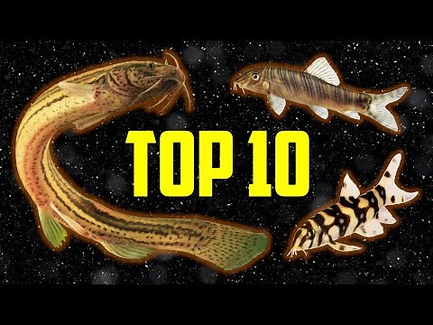 Top 10 Loaches for Your Aquarium