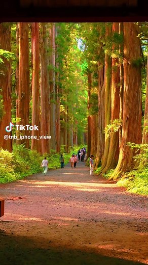 戸隠神社の秋の美しさと食べ歩きガイド