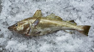 Sustainable cod result of 'deep scientific research'