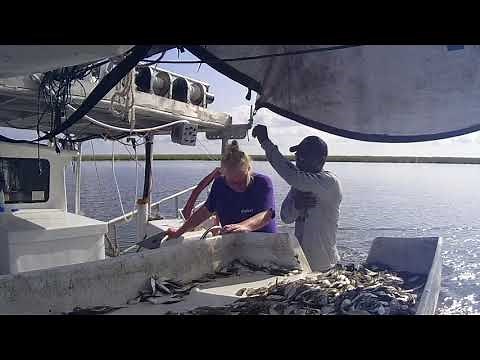 Shrimping Lafitte Louisiana Part 1