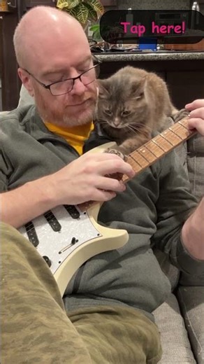 Snuggles the Cat Teaches Math Rock Tapping: #guitar #cute #cat #cutecat #mathrock #guitarist #music