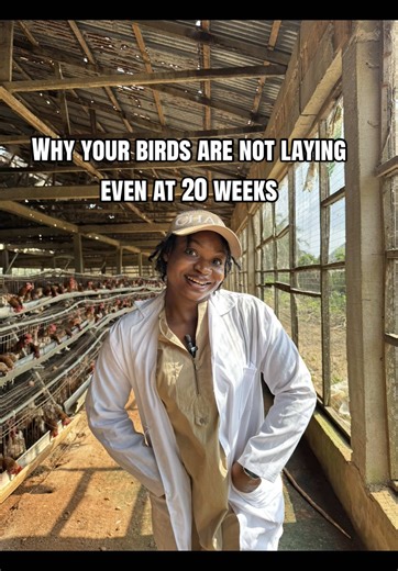 This is why your birds are not yet laying at 20 weeks. If you want a step-by-step layer roadmap that covers: ✅ Feeding from day-old to peak lay ✅ Complete vaccination & medication schedule ✅ Lighting program ✅ Weekly weight targets & tracking ✅ Calcium management ✅ Disease signs & prevention 👉 Comment LAYERS or check the link in the comments for my Complete Layer Production Guide #eggproduction #layers #layerfarming #layingbirds
