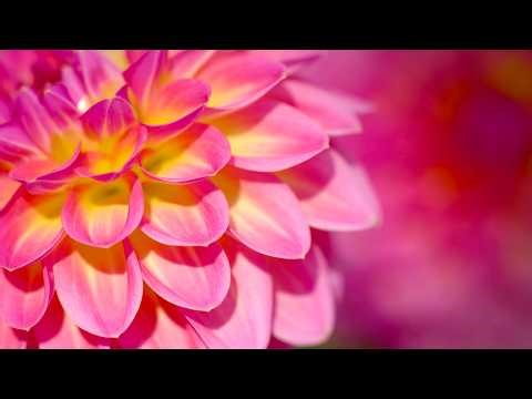 Beautiful Flowers Close Up — Spring Blossoms and Summer Gardens 4K (No Sound)