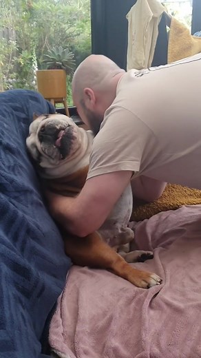 English Bulldog on TikTok