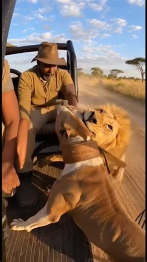 Lion vs Dog: Shocking Safari Attack Caught on Camera! #wildliferescue #animals #dog #lion #shorts