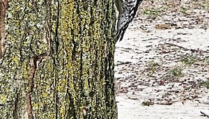 What is a Protopia and Why Can't There Be Dragons?