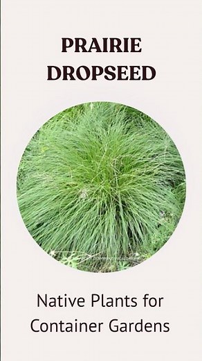 Prairie Dropseed: Native Plants for Container Gardens