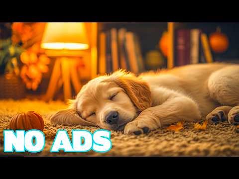 12 Hours of Lullaby Music for Dogs 🎼 Soft Calm Music for Dogs🐶Deep Sleep Music for Dogs (NO ADS)