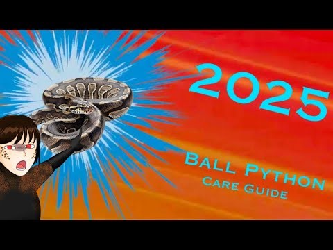 2025 Ball Python Care guide