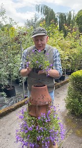 #add WEBSHOP https://pergolanurseries.ecwid.com CAMPANULA MURALIS ,tough carpet plant that thrives on total and utter neglect . Blue bell like flowers for months.Loves to spread on banks or spill over walls and kerbs Lasts forever when established. Planting time is from now .. .Available in WEBSHOP https://pergolanurseries.ecwid.com ALL IRELAND DELIVERY 🚚 32 Counties Pergola Nurseries Garden Corner, Virginia, Co Cavan A gardeners oasis of quality plants Open Tuesday to Saturday 10.30-6 Open Sun
