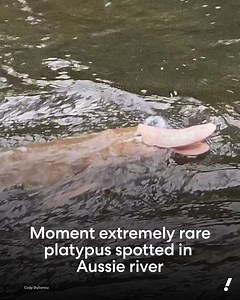 There have only been about a dozen documented instances of white or albino platypus in the last 200 years 😮 | Yahoo News Australia