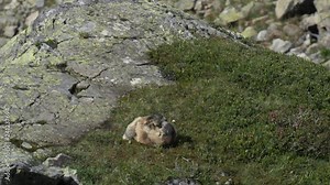 Alpine marmots playing together in the area of Aiguilles Rouges National Nature Reserve, near Chamonix, in the French Alps. Stock Video