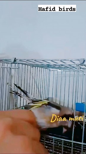 Best moment | Birds Reels