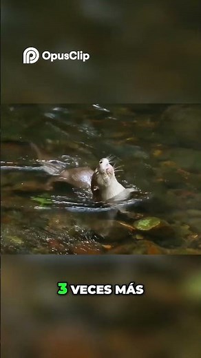 ¡INCREÍBLE! Perezosos Superveloces Nadando en la Naturaleza