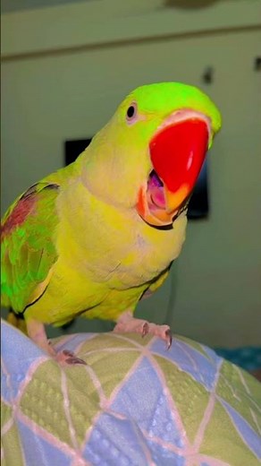 tota viral reaction talking training, Alexander parrot talking training #talkingparot #parrot