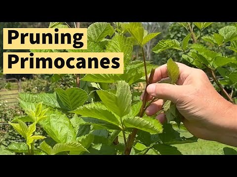 🍇 Master the Art of Pruning Blackberries ✂ Expert Tips and Techniques #pruningprimocanes