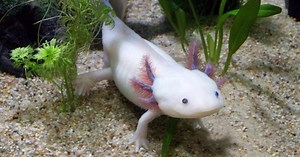▷20 důvodů, proč si (ne)pořizovat axolotla mexického [tipy pro chov] | Hobbio.cz