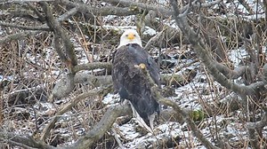 A bald eagle perches in the think alder trees of Kodiak Island Alaska during a winter snow storm