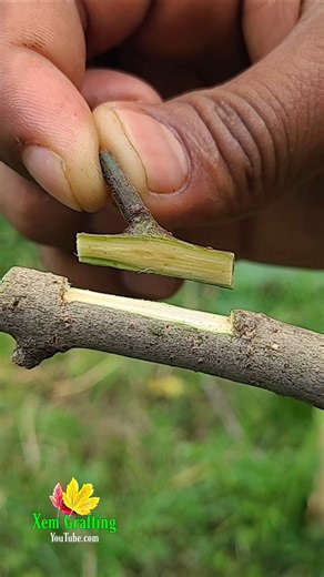grafting and budding fig tree ,best grafting Technique #grafting #satisfying