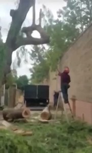 Man's face gets destroyed by tree