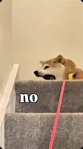 eats. sleeps. drops logs. Won’t walk on your terms. #shibainu #jobless #fatdog #chonky #dogsofinstagram | Eevee bork the Shiba inu