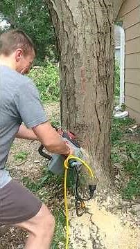 how to notch, tree fell