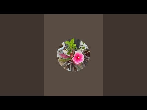 general knowledge questions #Jane Apne shaher me LPG cylinders ke rates