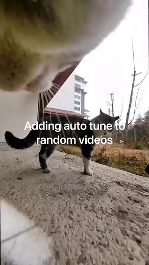 Cat Autotune: Emotional Remix of a Singing Cat