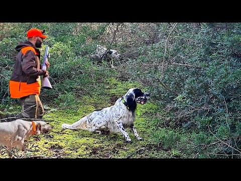 Chasse de la Bécasse : Action Intense avec Setter Anglais en Arrêt Parfait