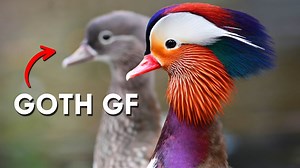 Meet the Fanciest and Most Exotic Ducks in the World