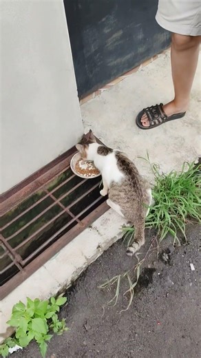 #koskosan #tour #sawan #videolama #shortvideo #trending