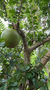 60K views · 342 reactions | Calabash tree #buhayprobinsya | Pobreng Maestra | Facebook