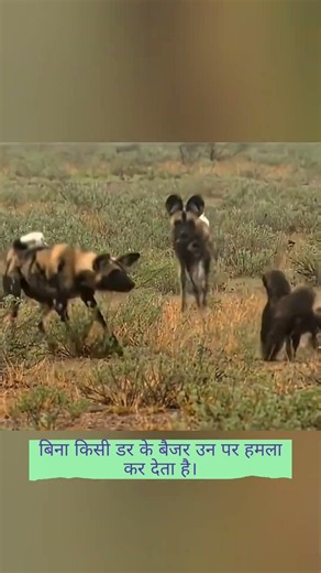 Honey Badger vs Wild Dogs | #wildliferescue #facts #trending #emotional #wildlife #wildog